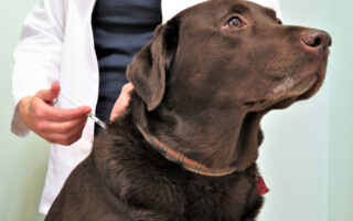 Diabetes in Dogs